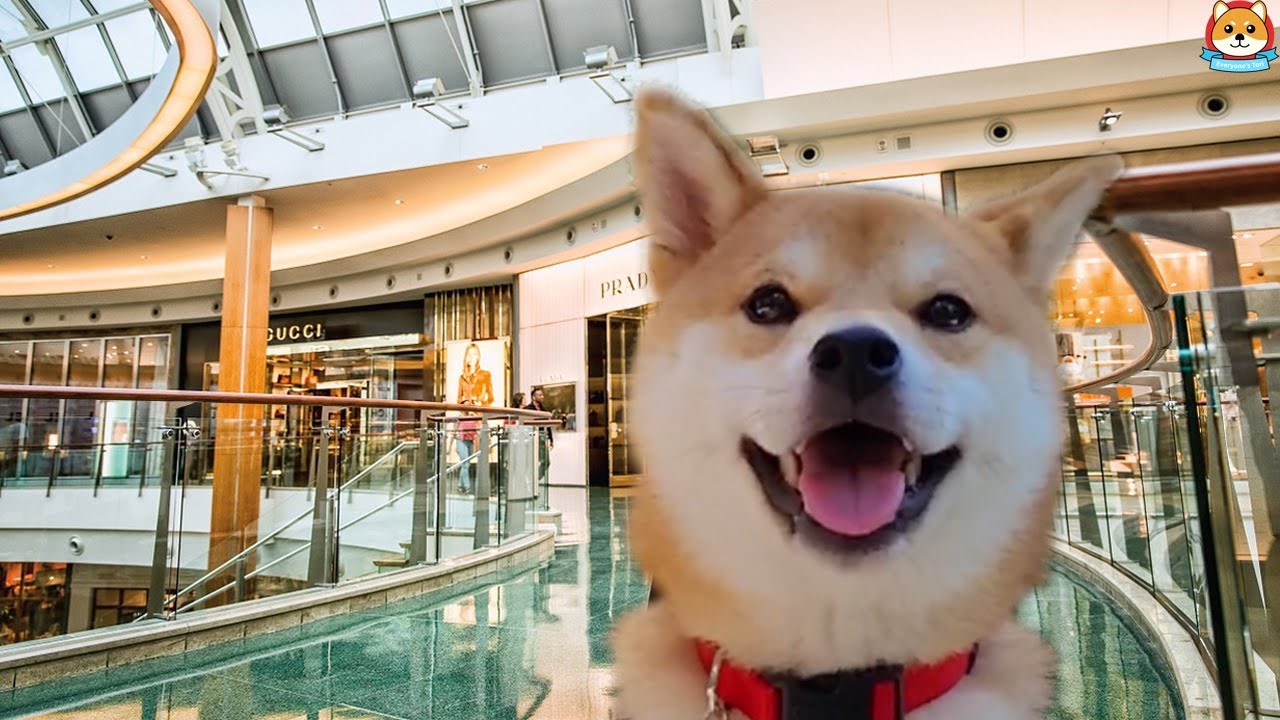 I Took My Shiba Inu to a Shopping Mall