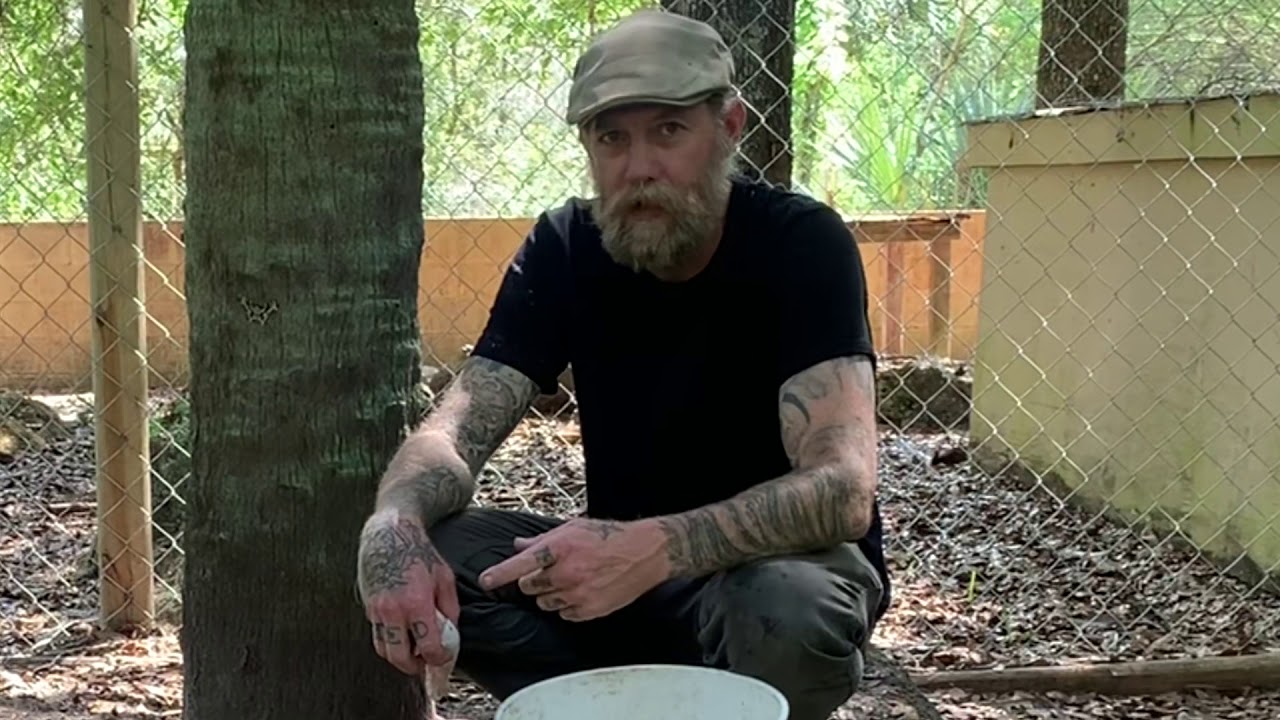 FEEDING ‘COOKIE MONSTER’ THE BROAD SNOUTED CAIMAN