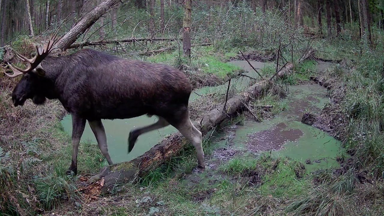bukowisko