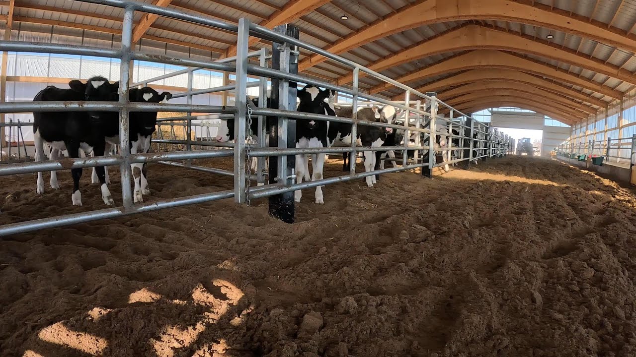 Compost Bedding Pack for Calves