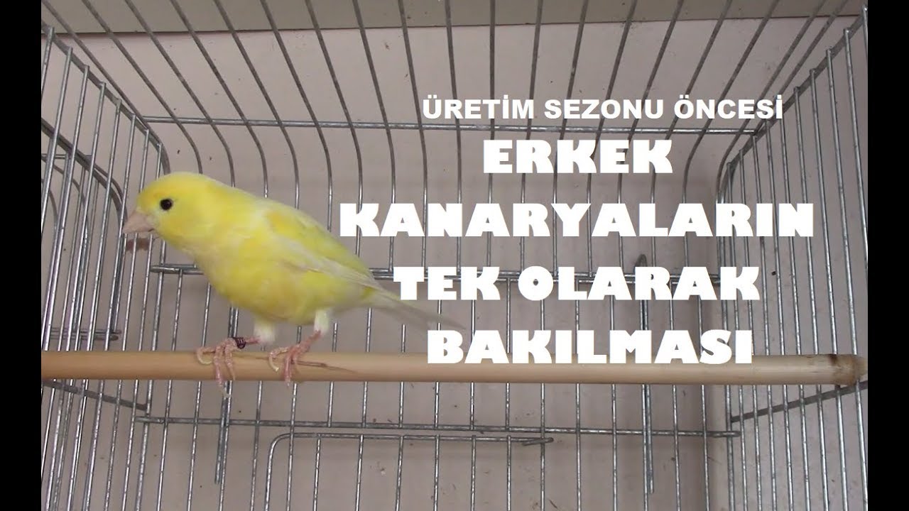 Üretime Hazırlanan Erkek Kanaryalar NEDEN TEK BAKILMALIDIR ?