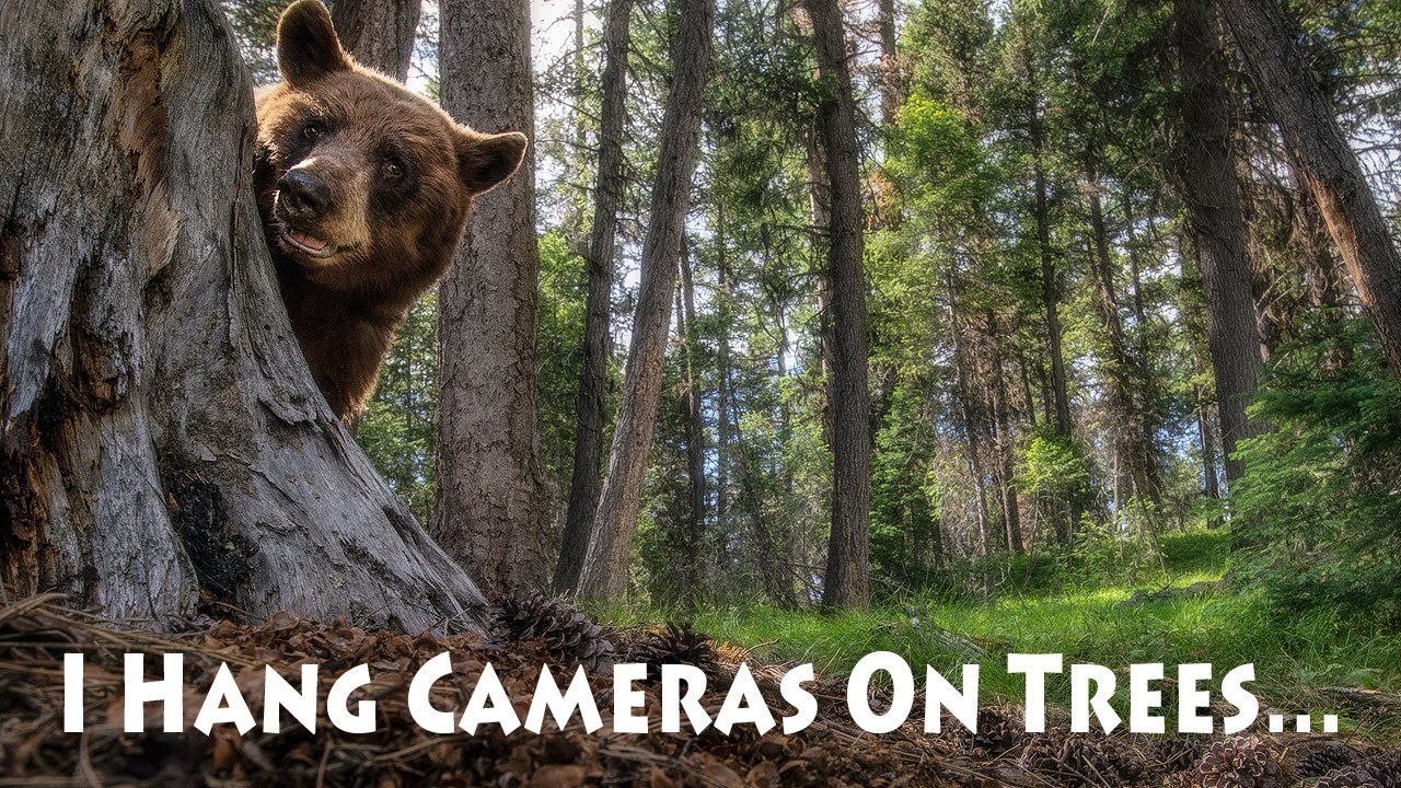 Montana Wildlife - Trail Cam Footage Compilation, Episode 1