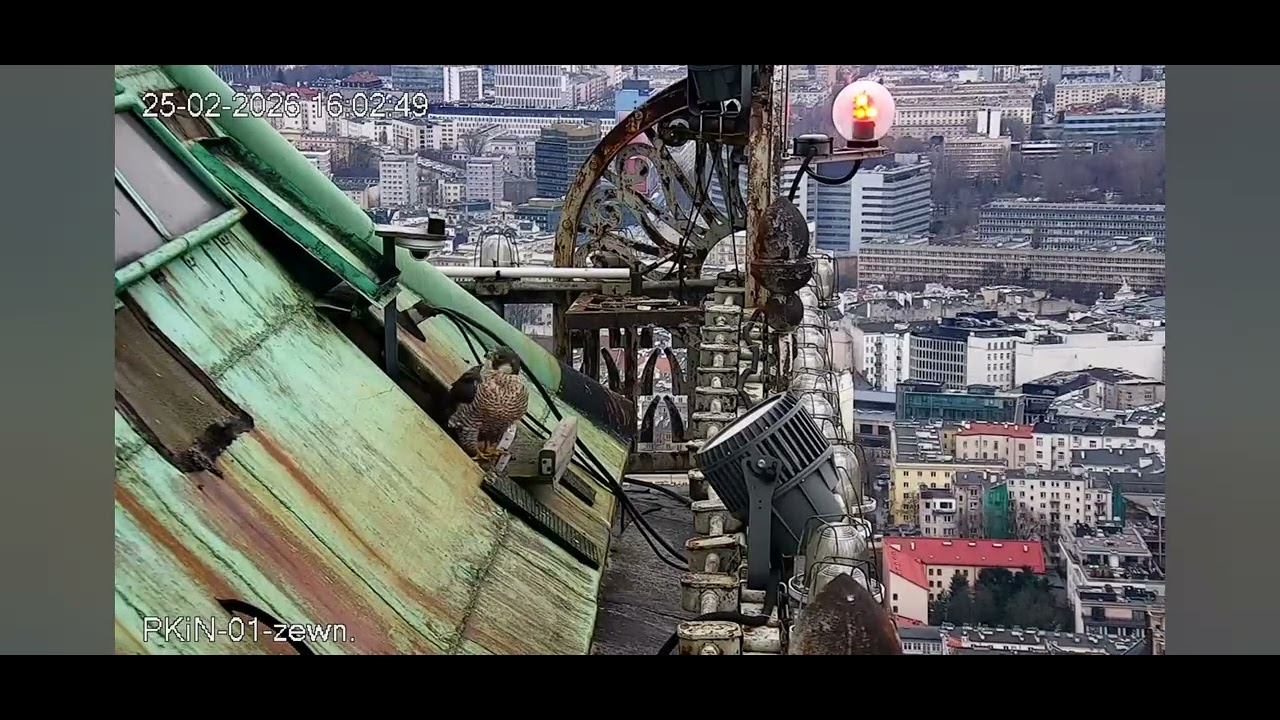 PKiN_cz 3; 16:01. Atak na bosą samicę 