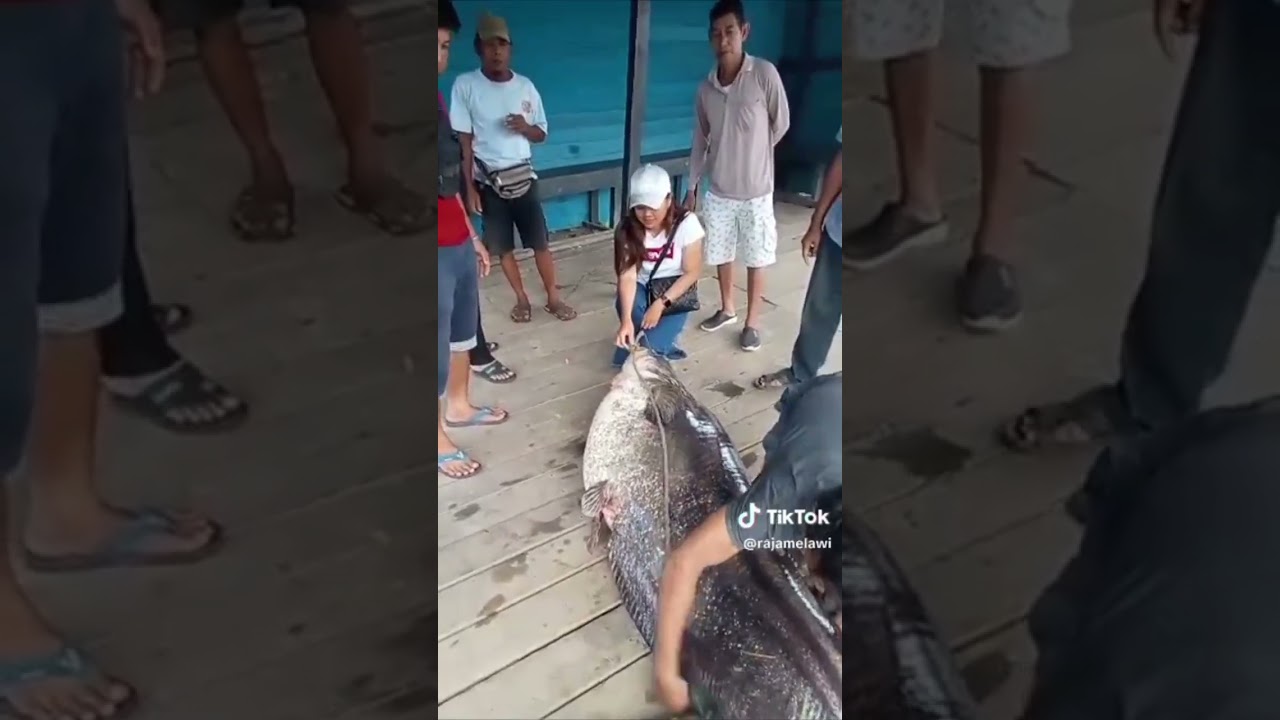 ikan terbesar di Kalimantan barat, ikan tapah.