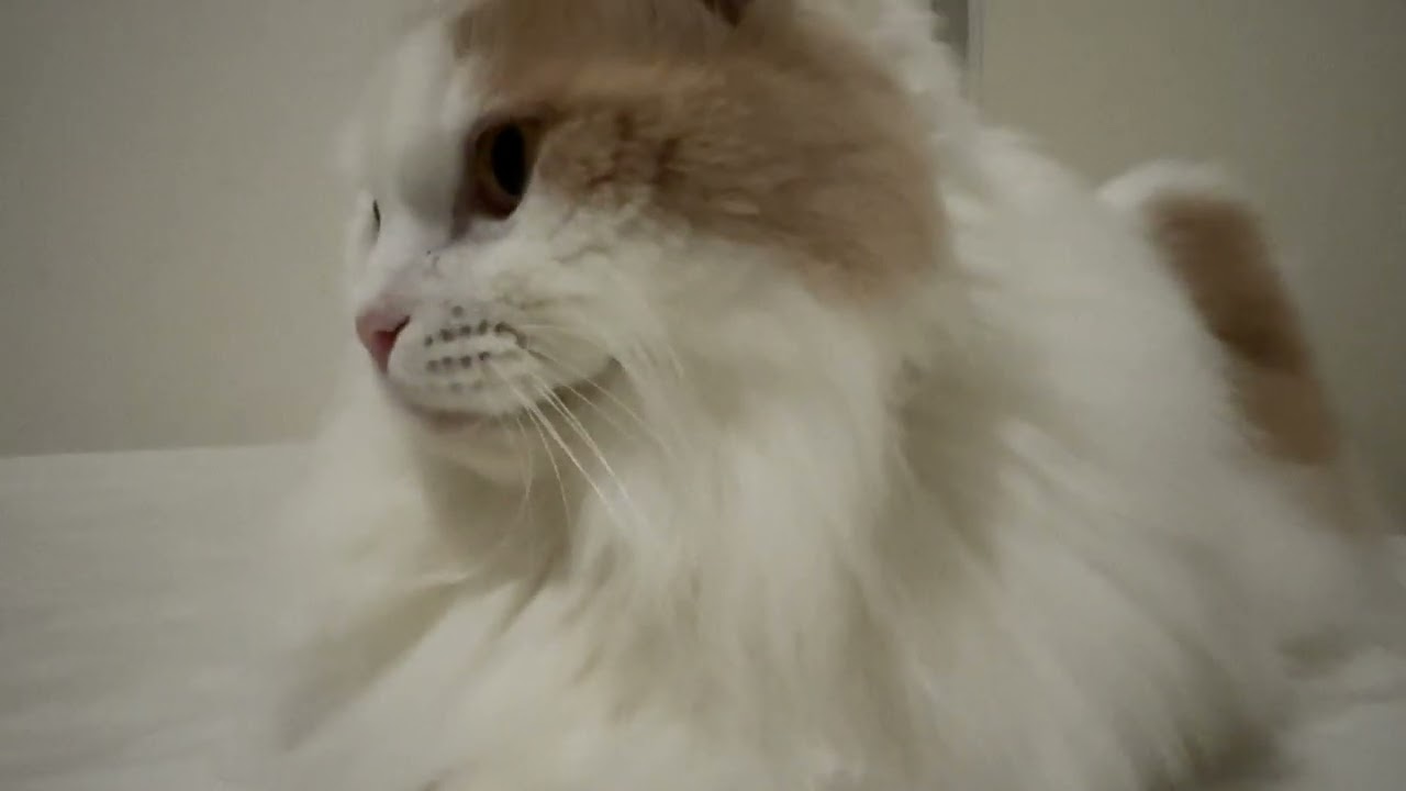 白いふとんと同化しながら就寝前のヒトに寄り添う猫神様