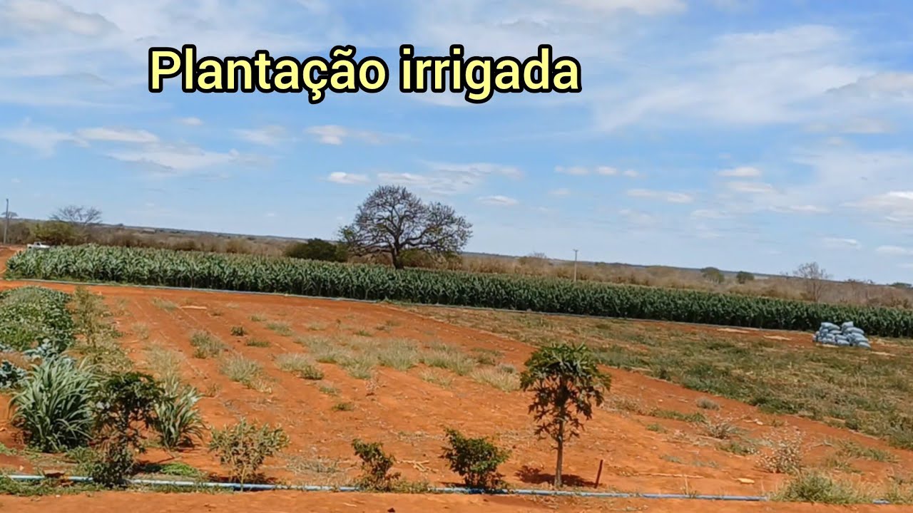 Plantação irrigado no sertão da Bahia, agricultura do futuro 