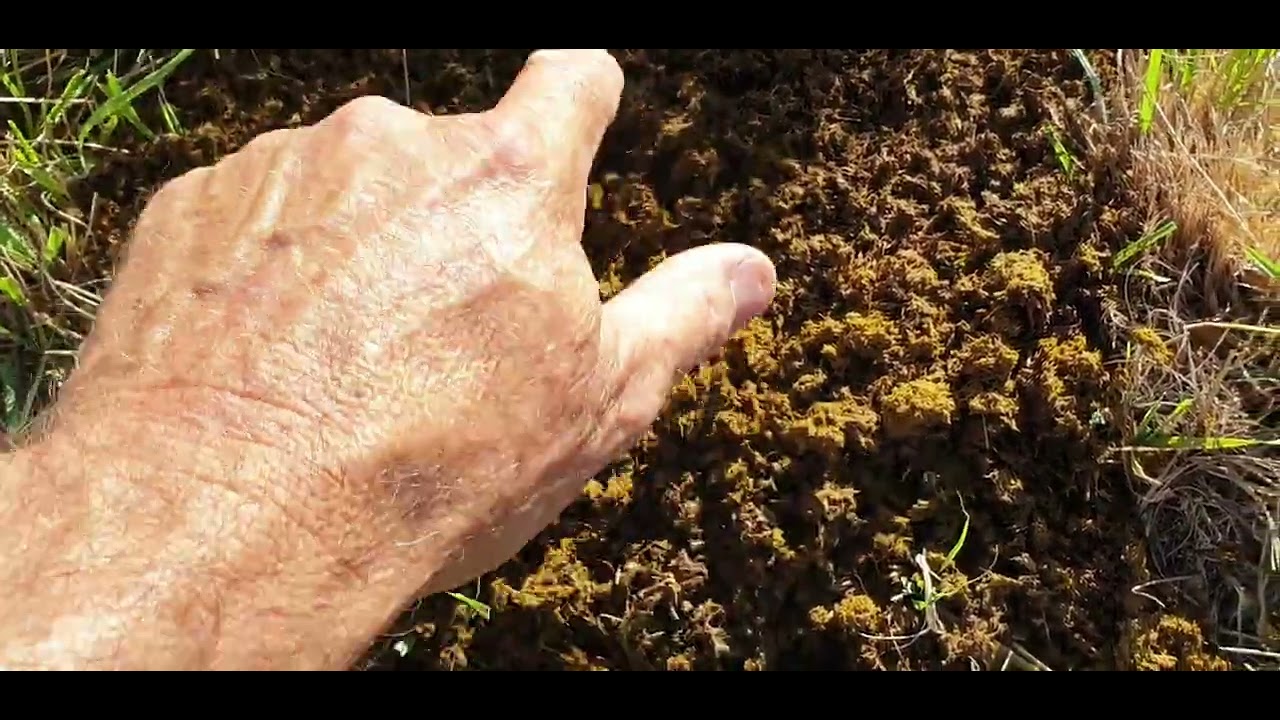 When Eating Poo is a Good Thing!