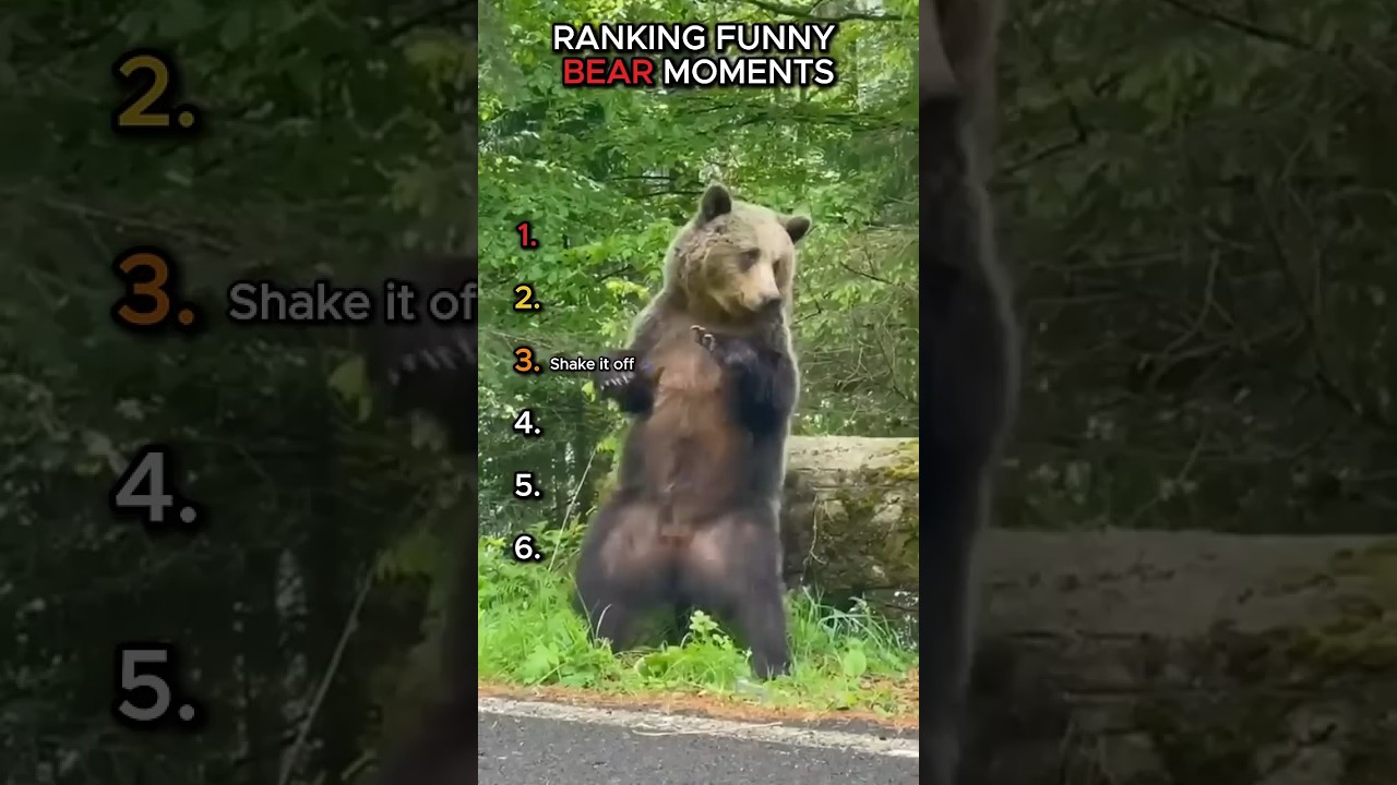 Funniest Bear Moments Ranked! 🐻😂 #shorts