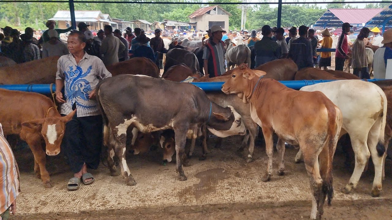 UPDATE HARGA PEDET BAKLAN TERBARU PASAR PAMOTAN REMBANG | SELASA 10 FEBRUARI 2026