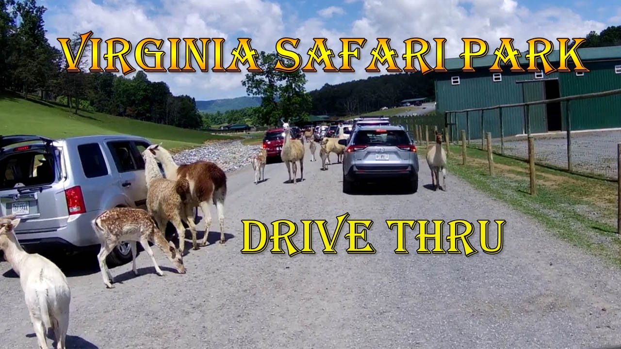 Virginia Safari Park | Drive Thru | Uncut full drive thru | #safaripark #safari #drivethru