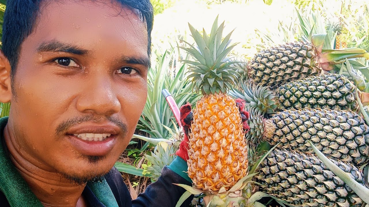 Panen nanas buah super
