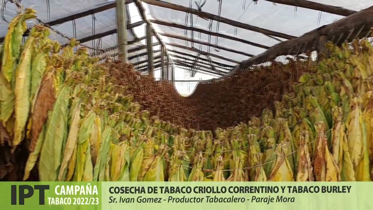 Cosecha y Secado de Tabaco