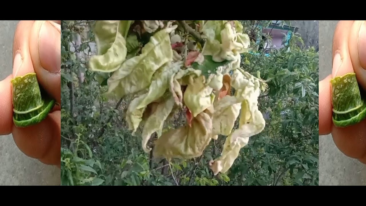 Leaf curling Problem in Peach l आडू के पौधों पर हरे कीटों का हमला व नियंत्रण। Spray on Leaf curling_