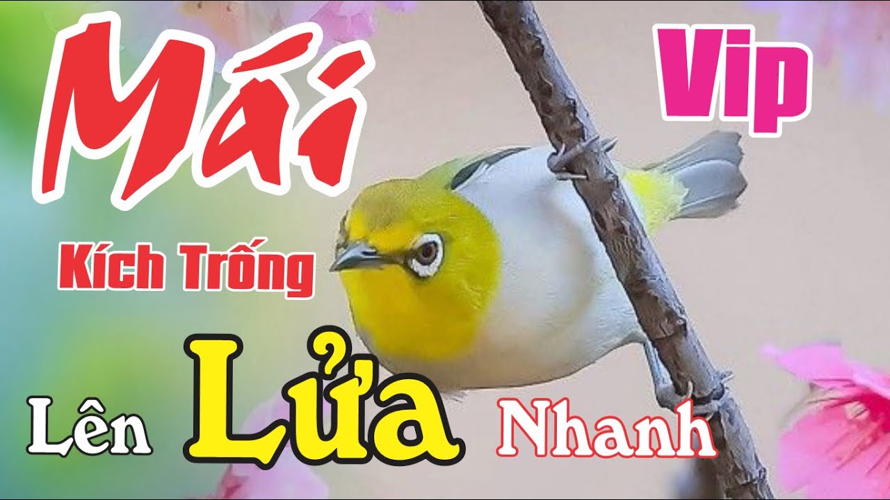 Khuyên Mái Tơ Kích Lửa Nhanh Căng Líu Bền - File Dành Cho Bổi Mộc Đã Ổn Định Thúc Lên Líu Nhanh