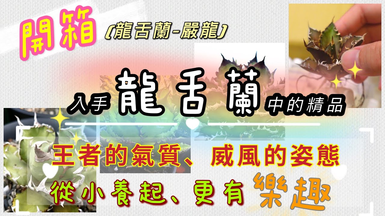 【A&Y開箱】精品龍舌蘭-嚴龍｜紅貓、黑火焰、姬嚴龍｜Agave titanota