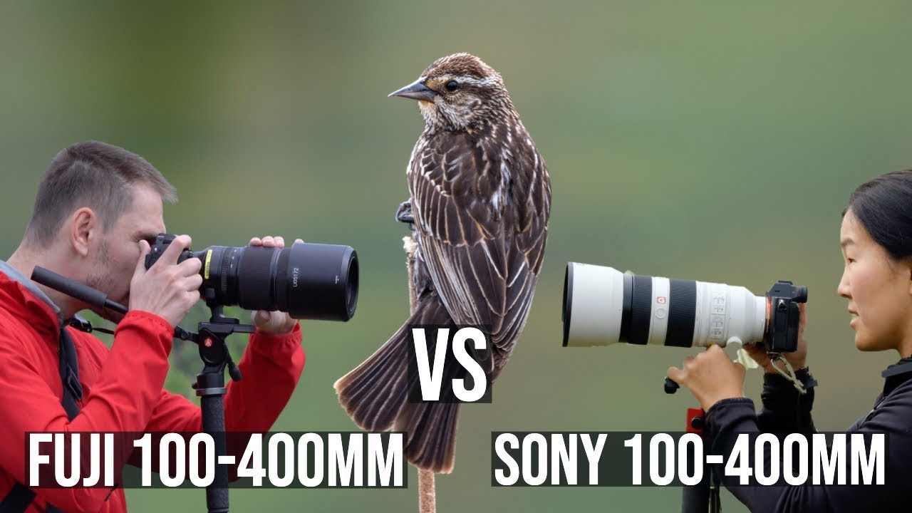Bird Photography with the Fujifilm 100-400mm and Sony 100-400mm G Master - Episode 2