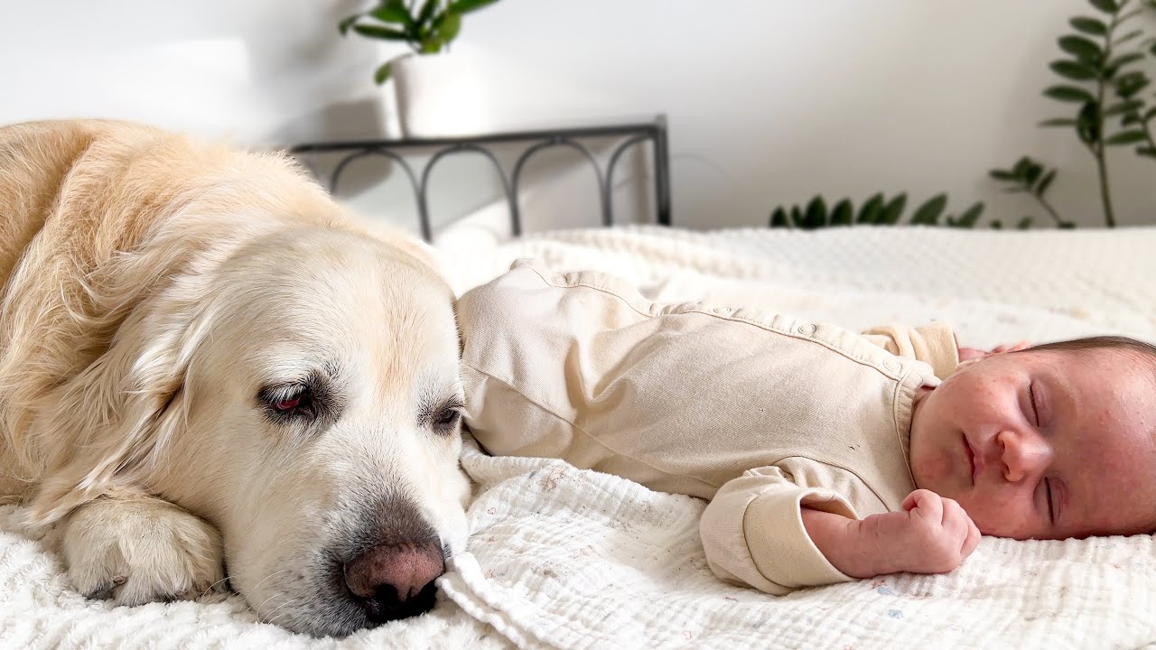 Golden Retriever and Newborn Baby Fall Asleep Together for the First Time