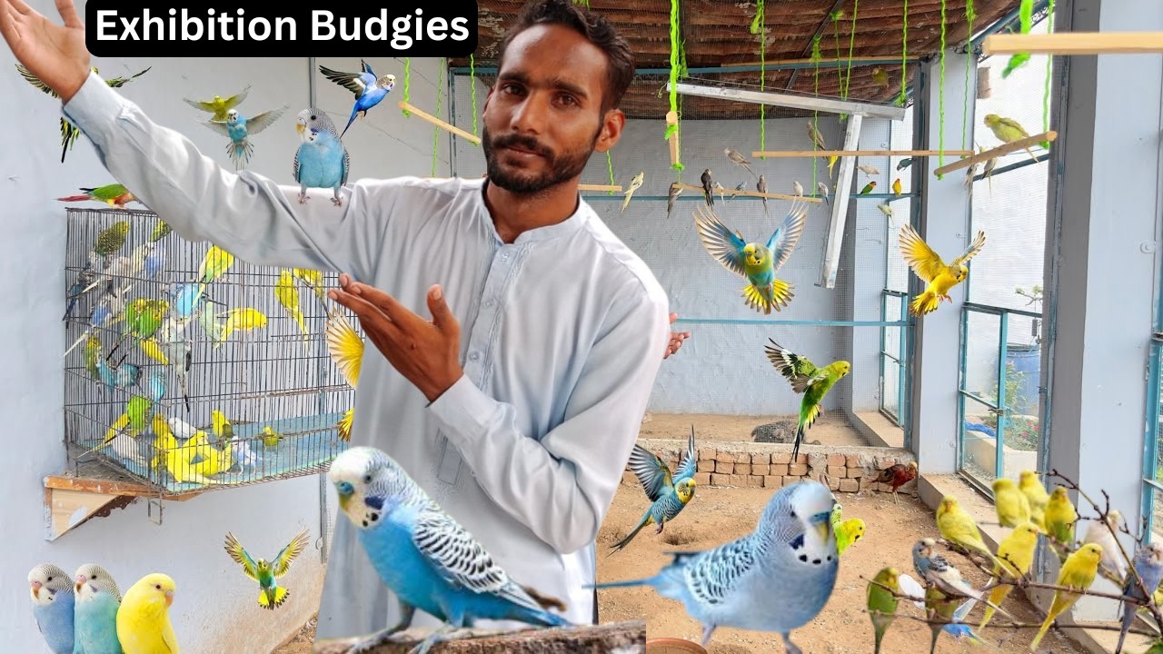 Exhibition Budgies Parrots Mini Zoo Main A Rahe Hain 😂Bht Piyary Hain ❤️ Budgies Parrots Ly Aiye 🥰