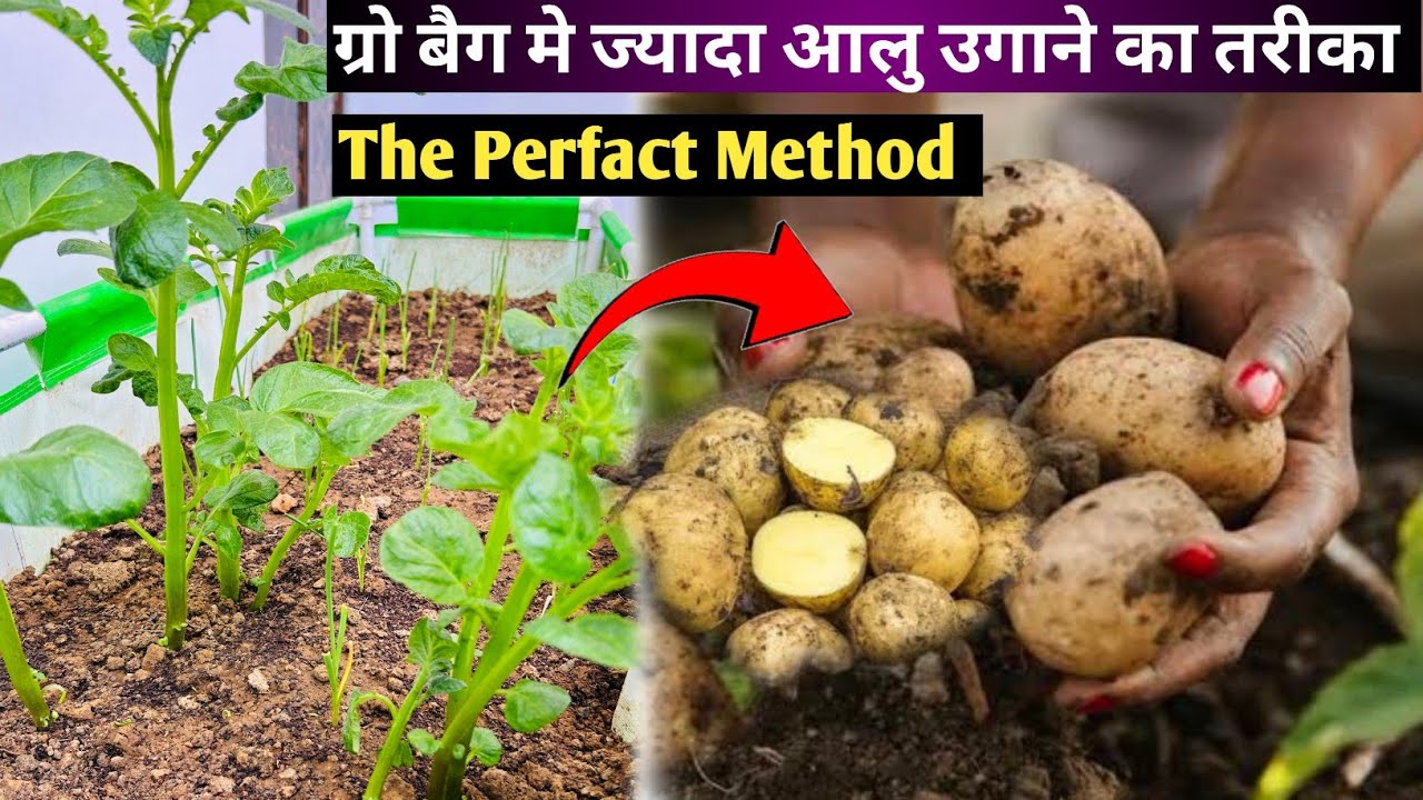 ग्रोबैग में घर की छत पर ज्यादा आलू प्राप्त करने का अच्छा तरीका | Kitchen Gardening | Alu Ki Kheti |