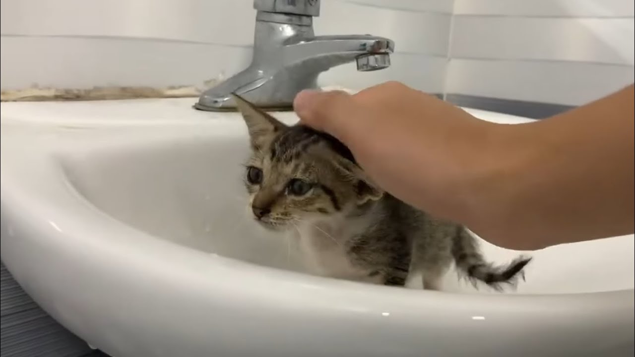This is what kittens do when they know they're about to get a bath. Kittens don't like baths.
