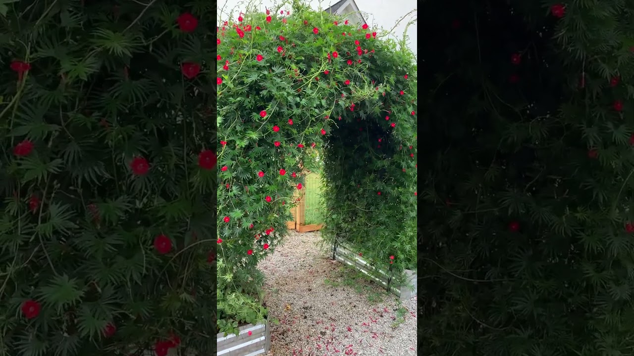 Cardinal Climber Cypress Vine #flowers #nature #garden #gardenplants#plant #climbing plant