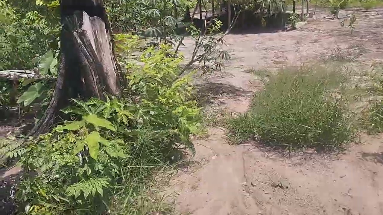 Plantio não é pra gente preguiçosa 🦥 parte 3, final 