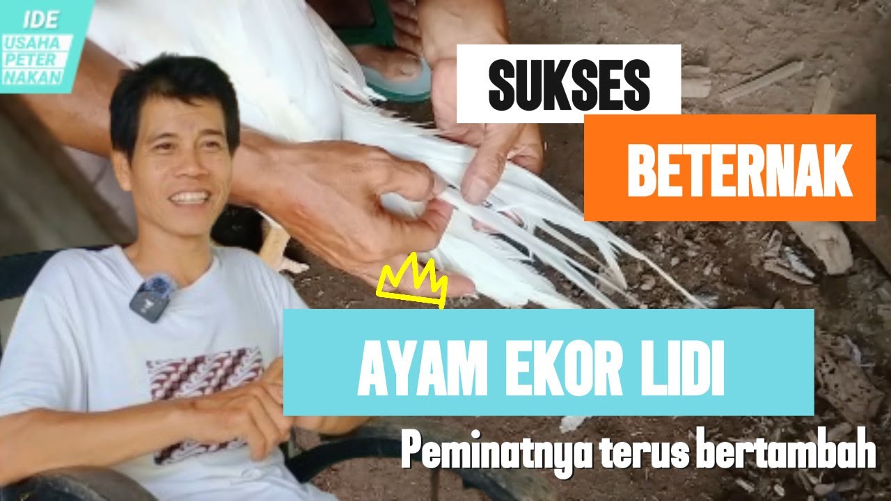 Saya Berhasil Beternak Ayam Bangkok Ekor Lidi Selama 30 Hari