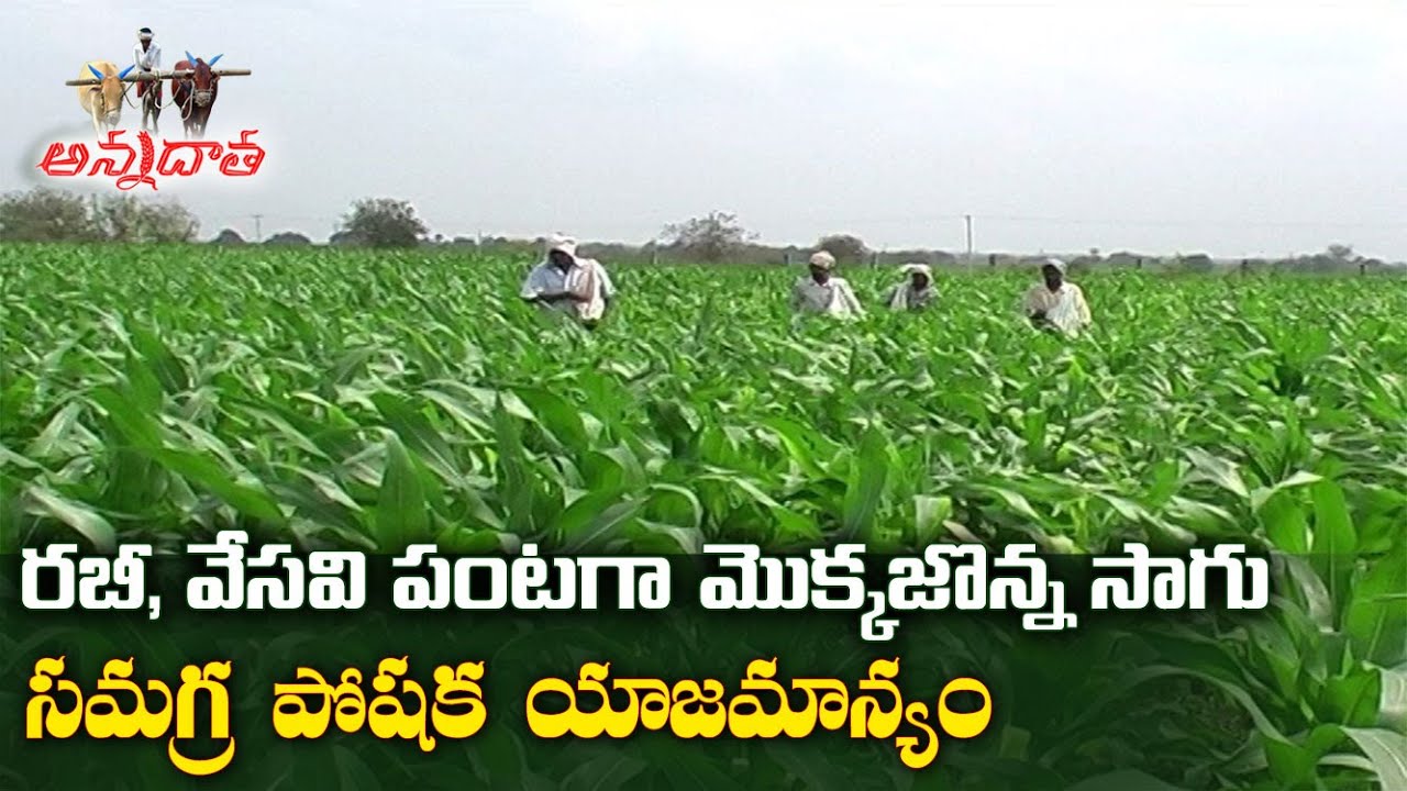 మొక్కజొన్నలో పోషక యాజమాన్యం | Fertiliser Management in Rabi Summer Maize