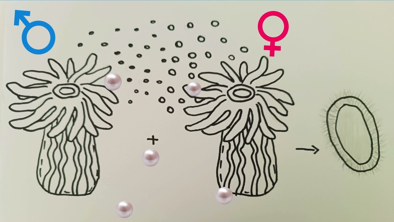 An&ecirc;mona do Mar