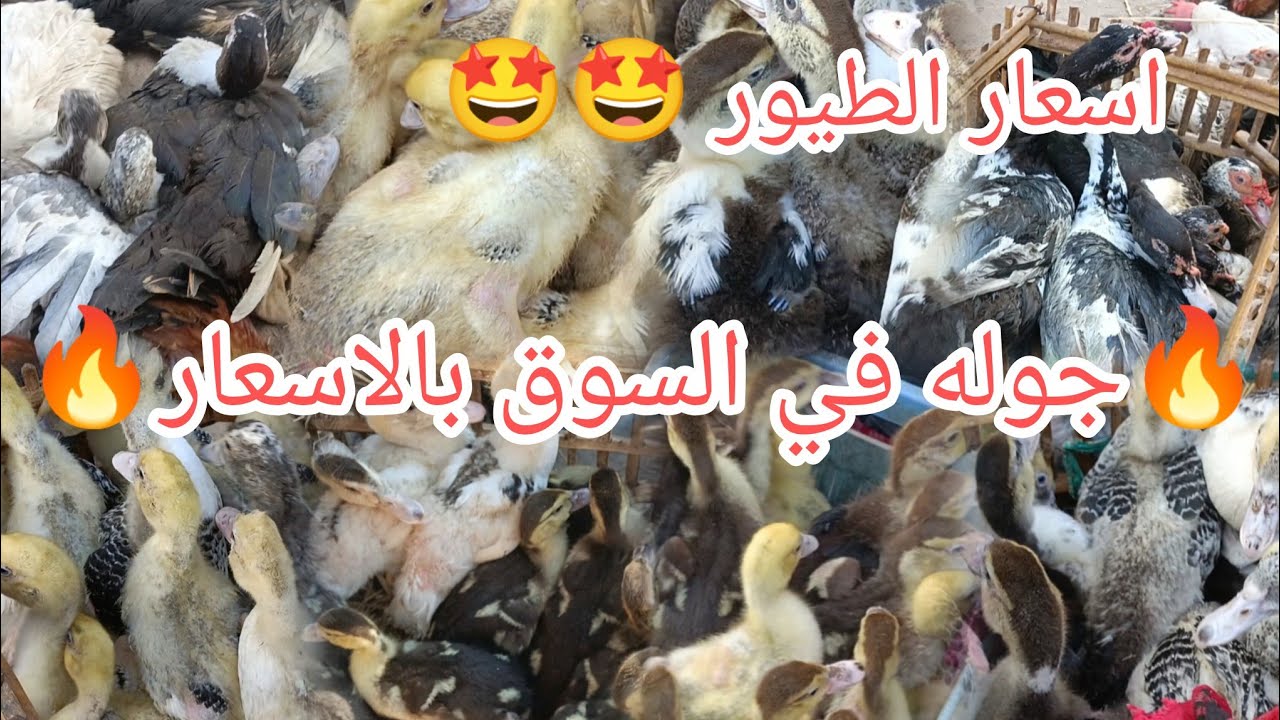 اوعاا الاسعار😱اسعار ولا الخيال🔥اسعار بط ووز ورومي وحمام وكتاكيت وارانب وفراخ بلدي اكبر سوق طيور