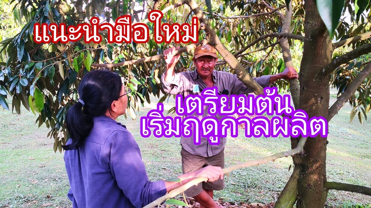 NR-EP14 คลิปยาว แต่อยากให้มือใหม่ปลูกทุเรียนดูจบ การเตรียมต้นเพื่อไว้ผลผลิต ประสบการณ์จากลุงนิรันดร์