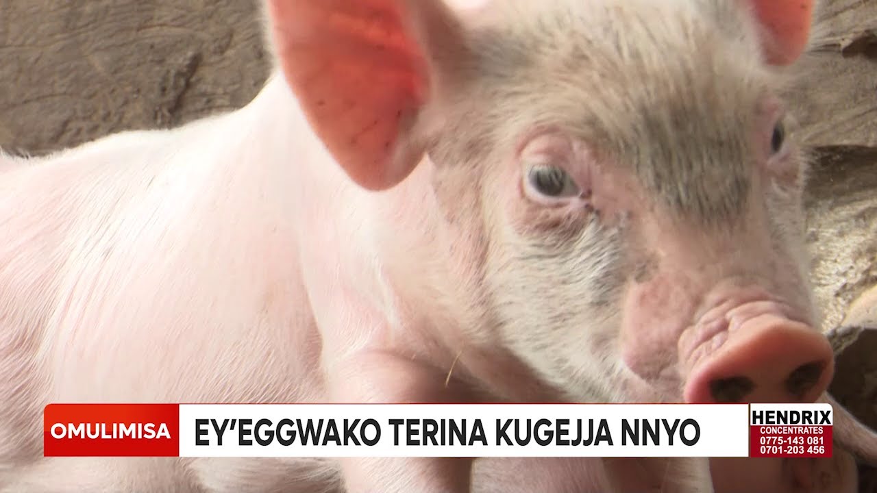 Omulimisa YIGA  ENDIISA Y'EMBIZZI ENTUUFU