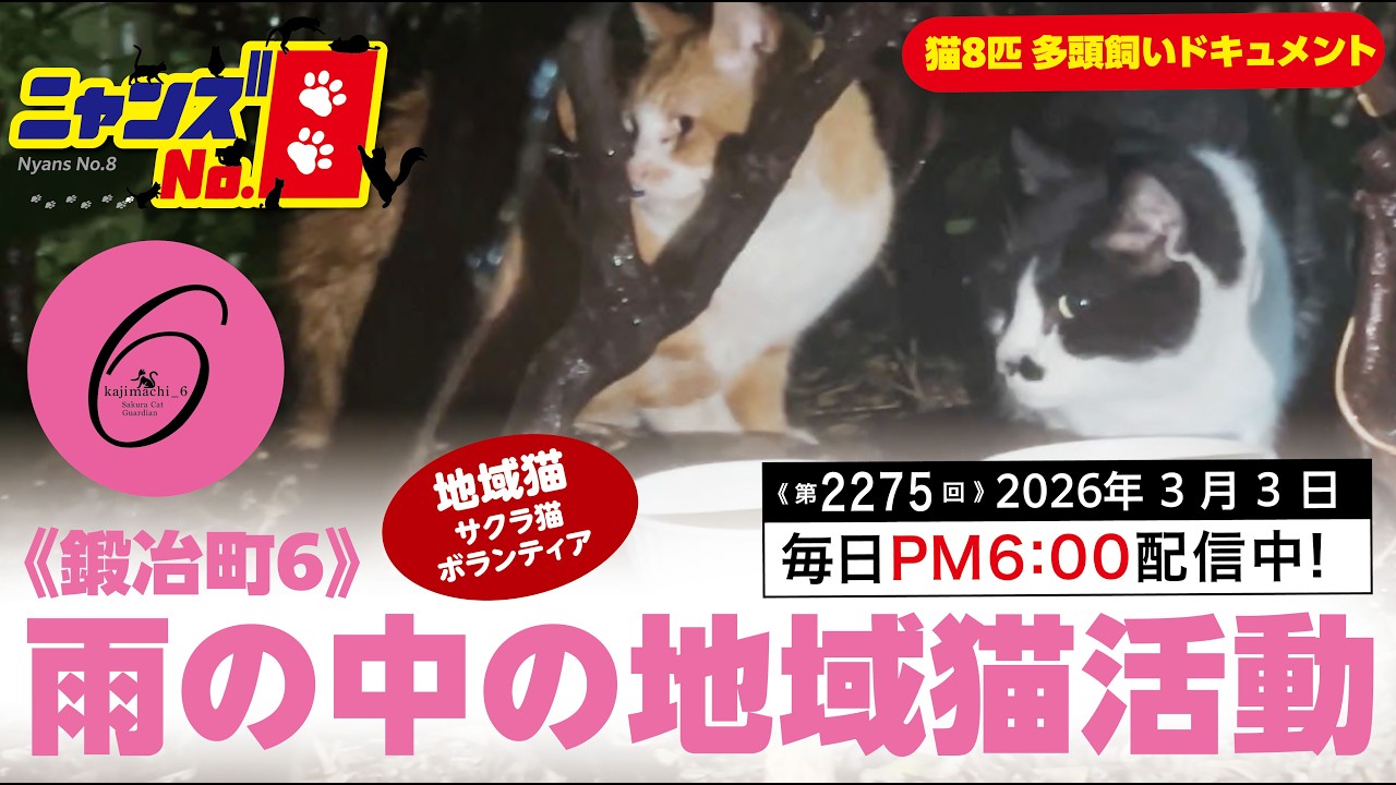 《第2275回》《鍛冶町6》雨の中の地域猫活動