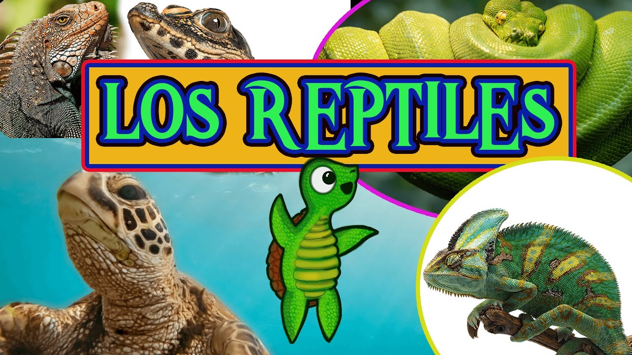 🐍 🐊 LOS REPTILES y sus características 🐢🦎  | Videos educativos para niños | Aprende con Tortuguina 🐢