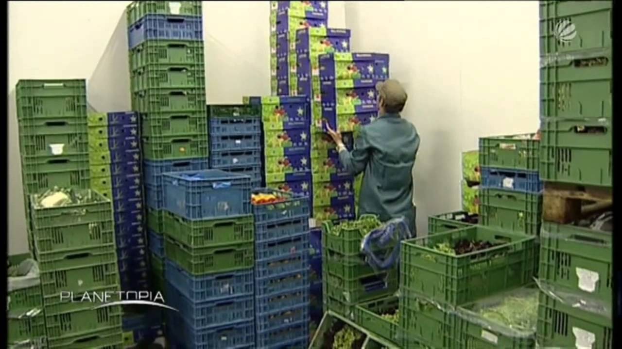 M&uuml;ckenplage, Sat.1-TV strahlte eine lehrreiche Dokumentation (Planetopia) aus!