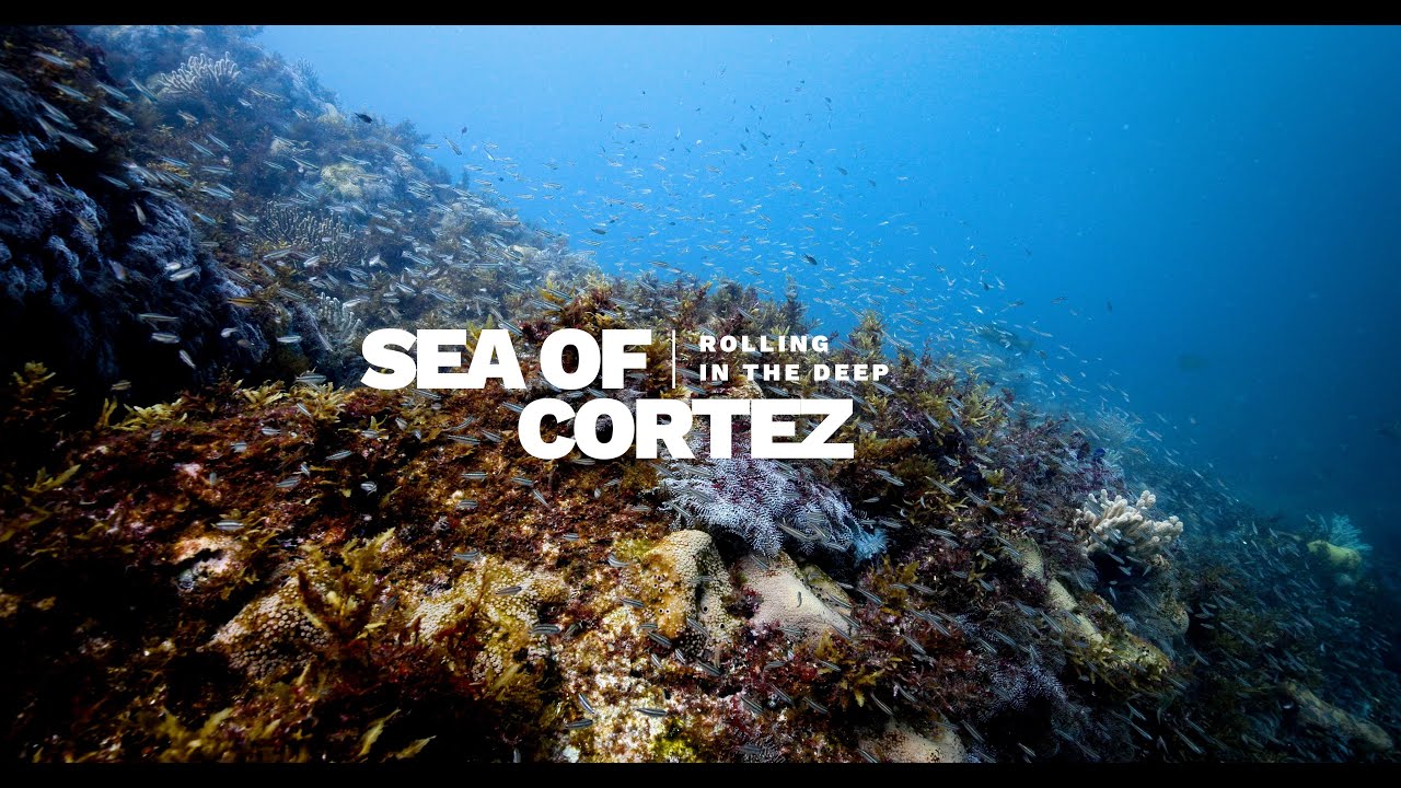 Rolling in the Deep #26 - Sea of Cortez