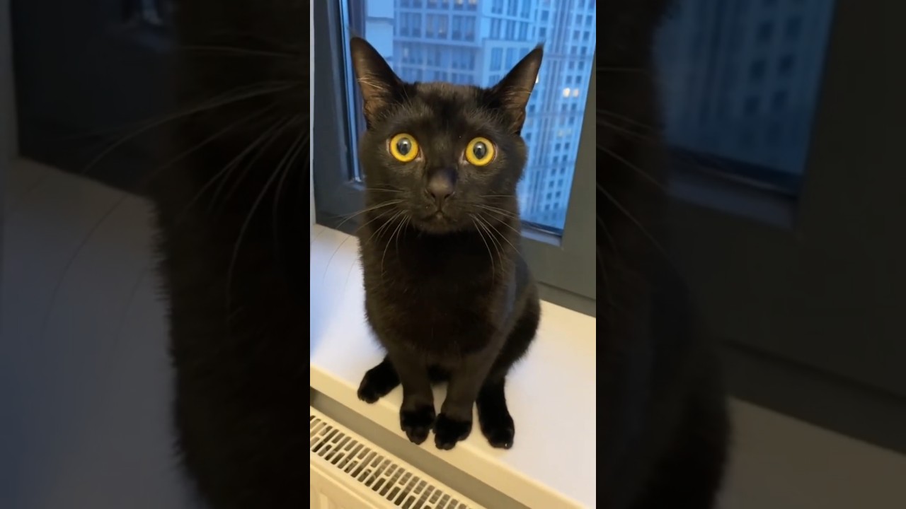 🖤🐱 Бомбейский кот — история мини пантеры 