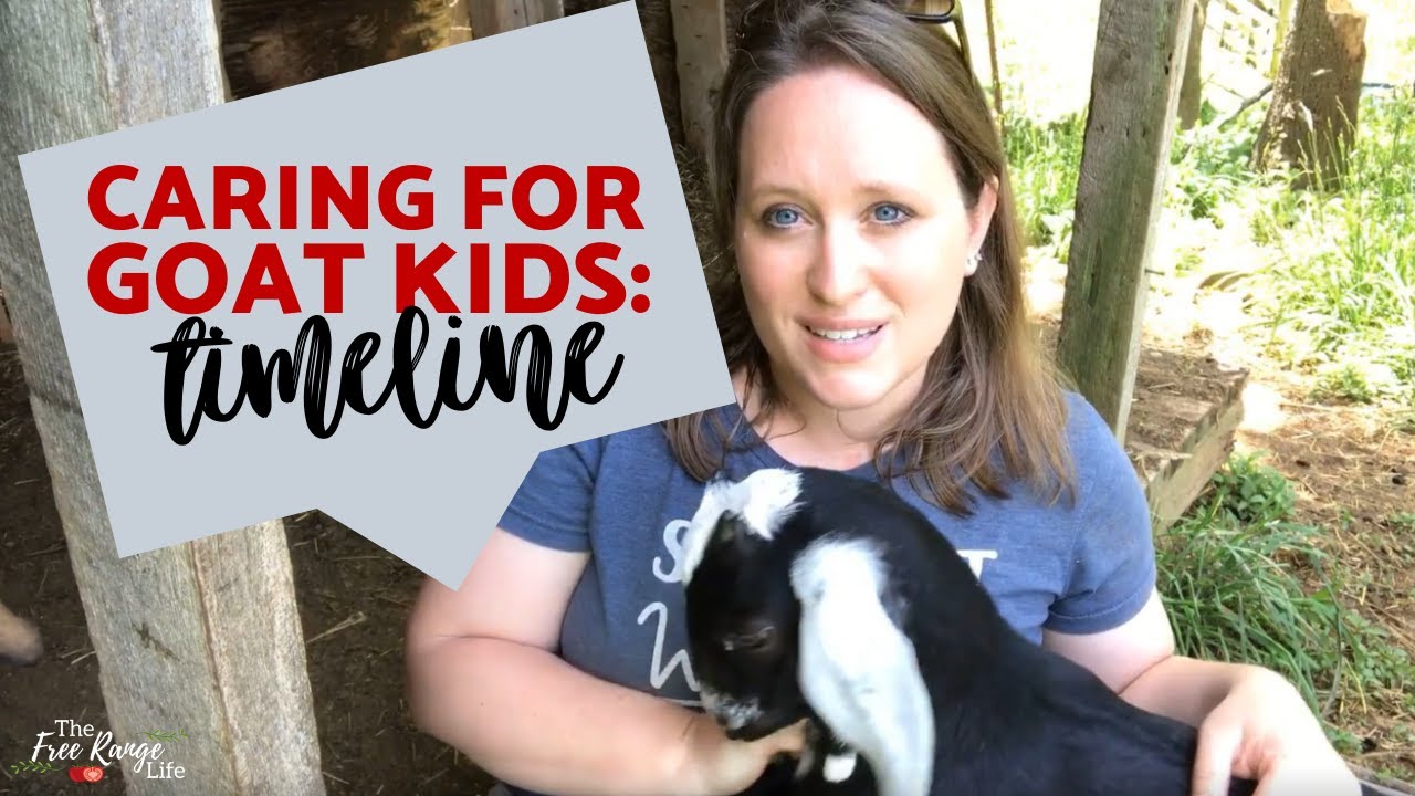 Goat Kid Care Timeline- From Day Old to Weaning