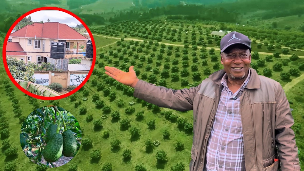 BILIONEA ALIYEACHA KAZI YA SERIKALI NA KUTIKISA KILIMO CHA PARACHICHI NJOMBE