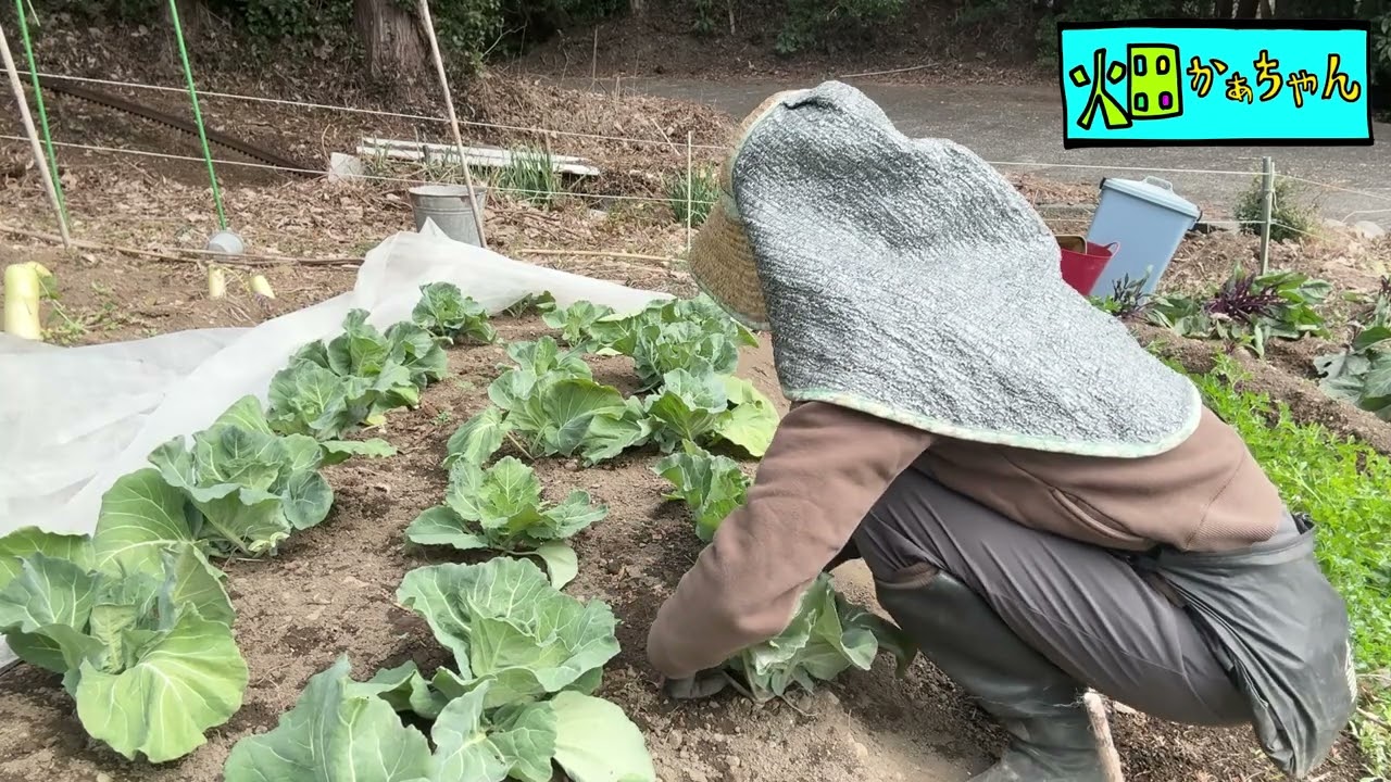 2026.02.22「植田春キャベツの苗のその後どうなったの…」Vo.14#家庭菜園 #家庭菜園初心者 #野菜作り #野菜成長日記 #畑作り #初心者ガーデニング  #耕す #春キャベツ #植える