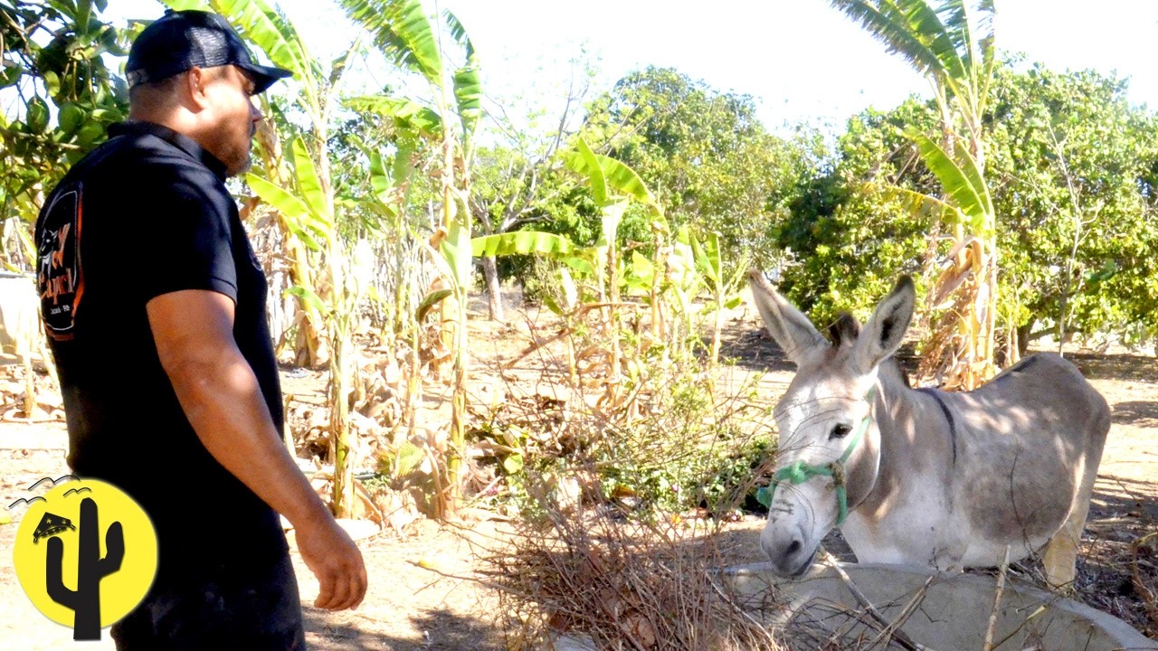 [VIDA NA ROÇA] Joseilton mostra o Sítio da Família e as Belezas daquele Lugar - Última Parte 🌵