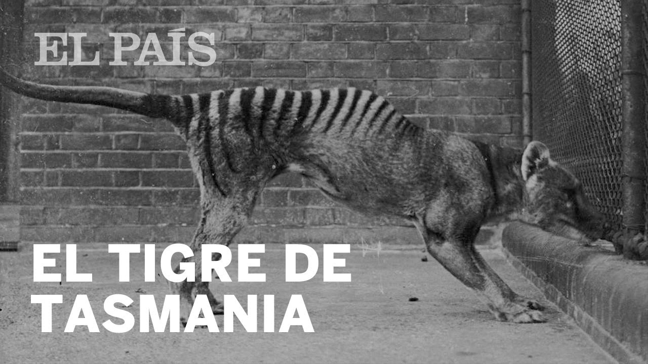 Así fue el tigre de Tasmania | Ciencia