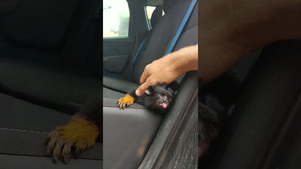 Tamarin à main dorée - Guyane
