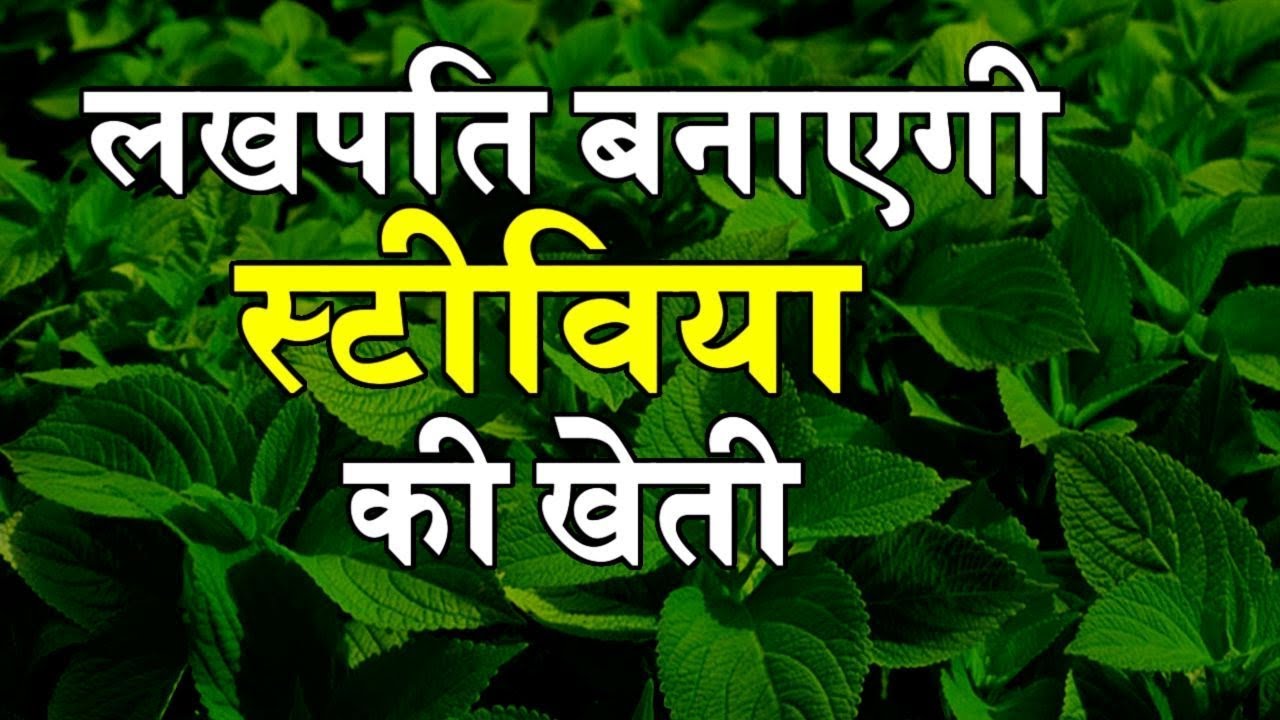 Stevia Plant Farming Information - Sugar से ज्यादा मीठी स्टीविया Kisano को दिलाएगी ज्यादा मुनाफा