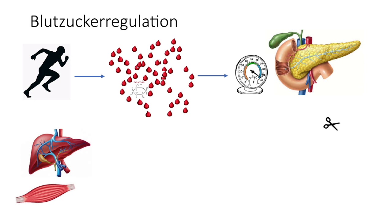 Lernvideo Blutzucker-Regulation 3