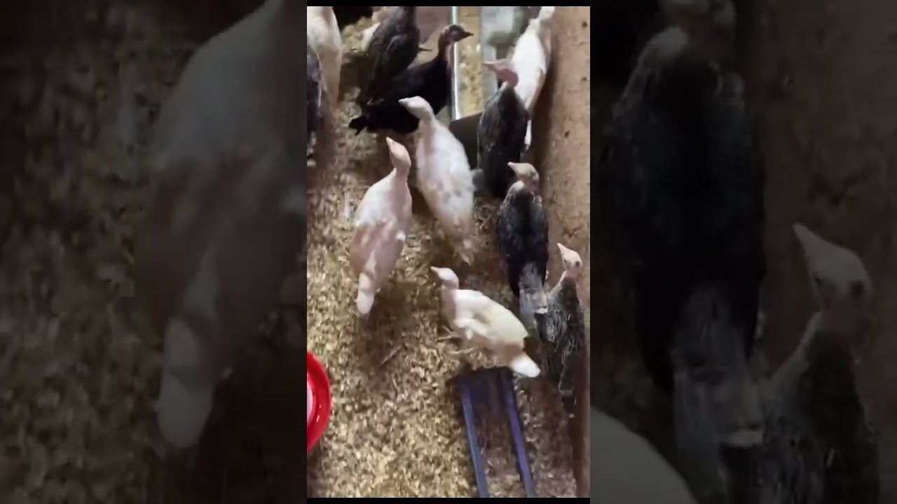 How to start a successful turkey farming in Ghana. Watch this space for more