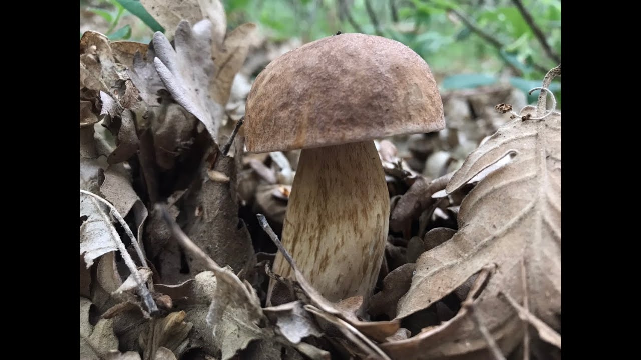 BOLETUS RETICULATUS, AESTIVALIS, Aprende a identificarlo!!!! 2020