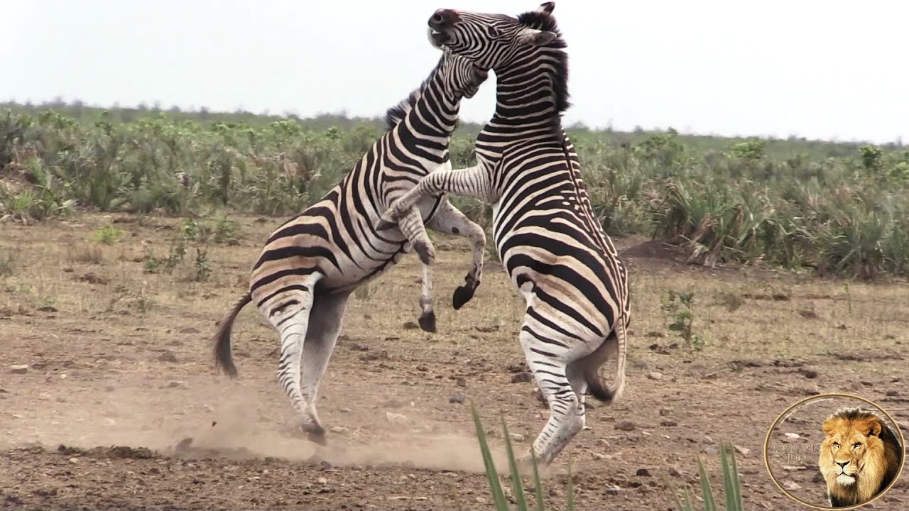 Zebras Fighting And Kicking And BITING