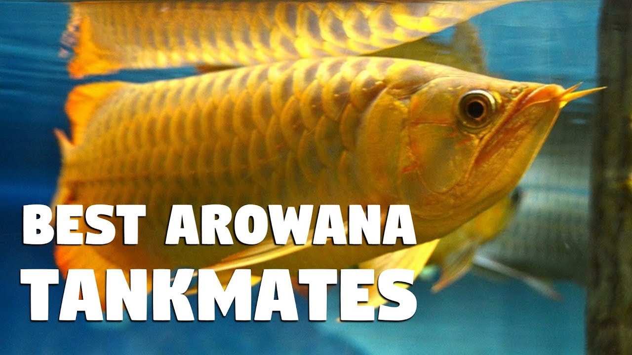 Top 15 Tank-mates of Arowana