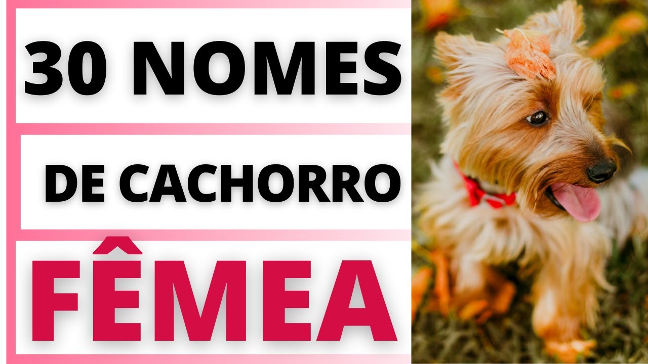 NOME PARA  CACHORRO F&Ecirc;MEA OS MAIS BONITOS🐶💟😍